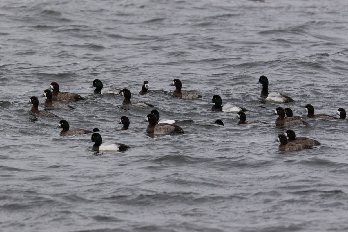 Greater Scaup - ML136977871