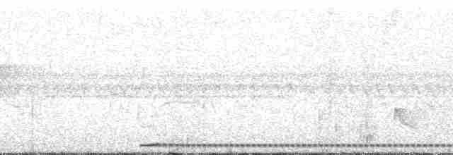 イロマジリゴシキドリ（versicolor） - ML13698