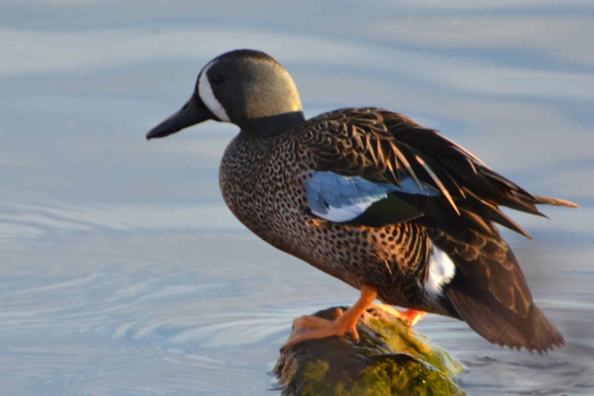 Blue-winged Teal - ML136980901