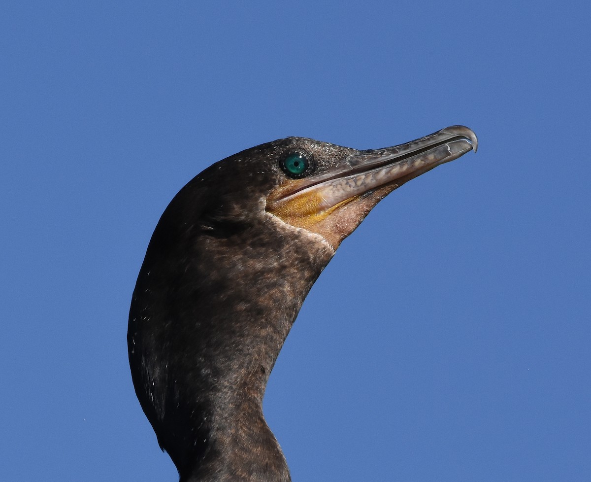 Neotropic Cormorant - Mauricio López