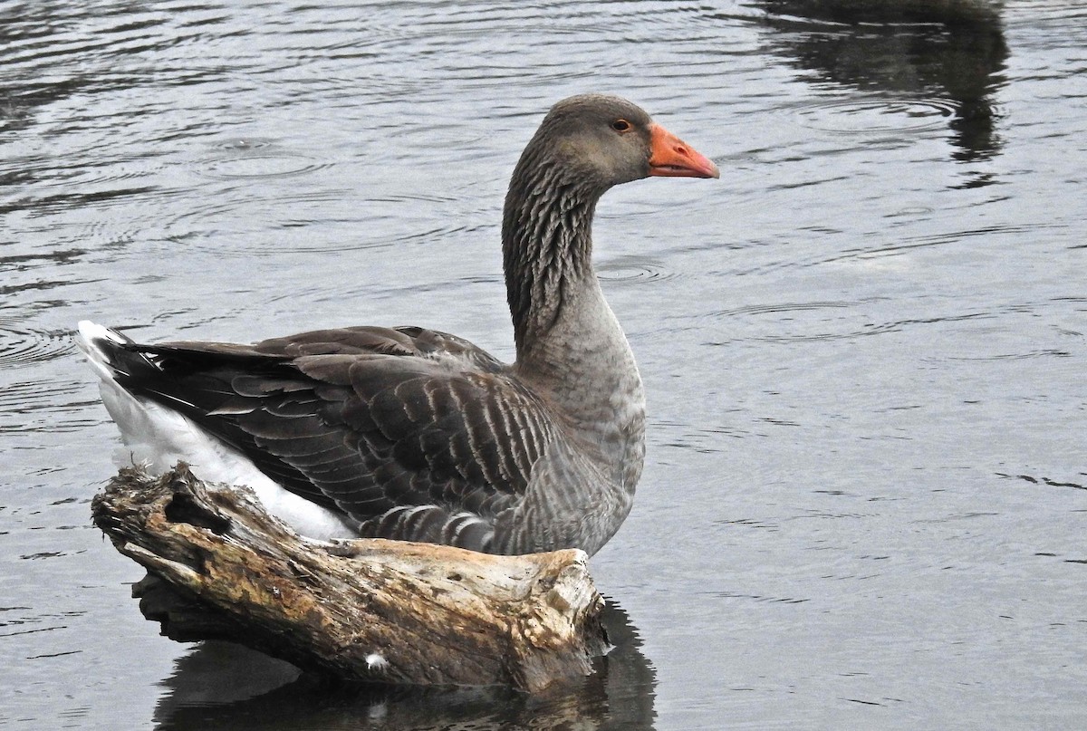 Graylag Goose (Domestic type) - ML136983021