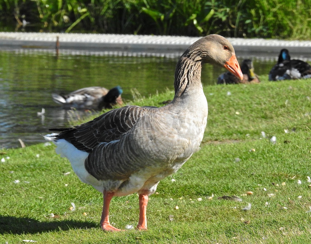 Graylag Goose (Domestic type) - Bob Winckler
