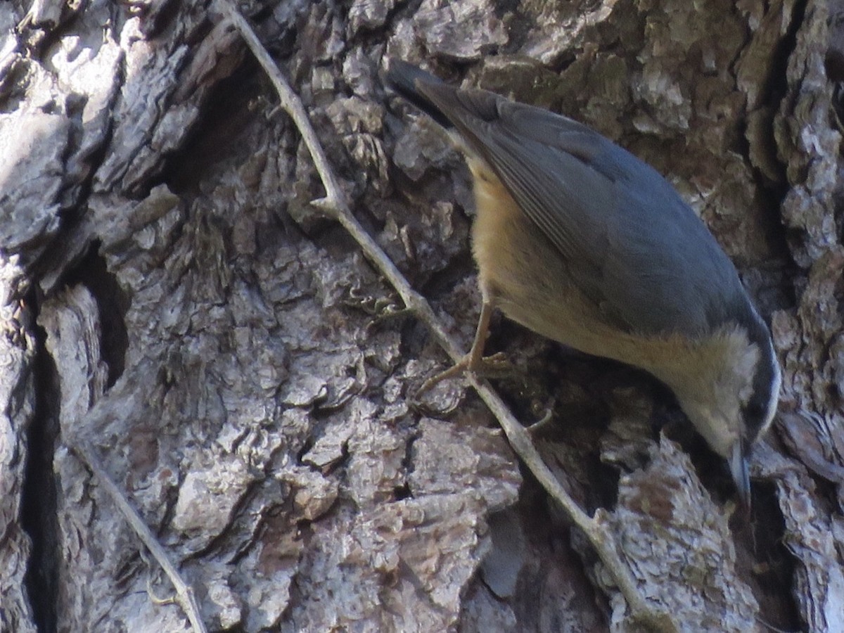 Red-breasted Nuthatch - nicole-marie  pettinelli