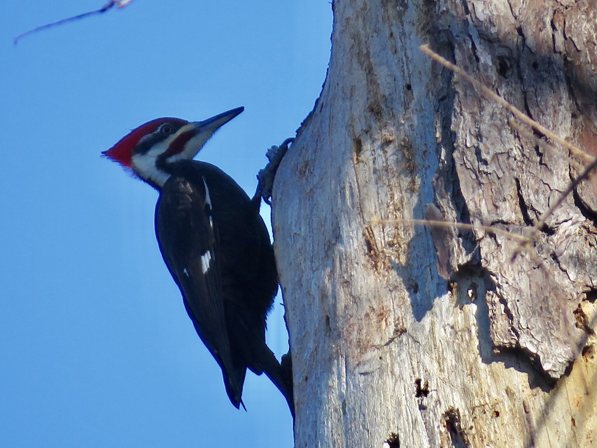 Pileated Woodpecker - nicole-marie  pettinelli