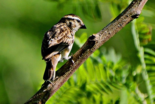 Pin-tailed Whydah - Sadhu Govardhan