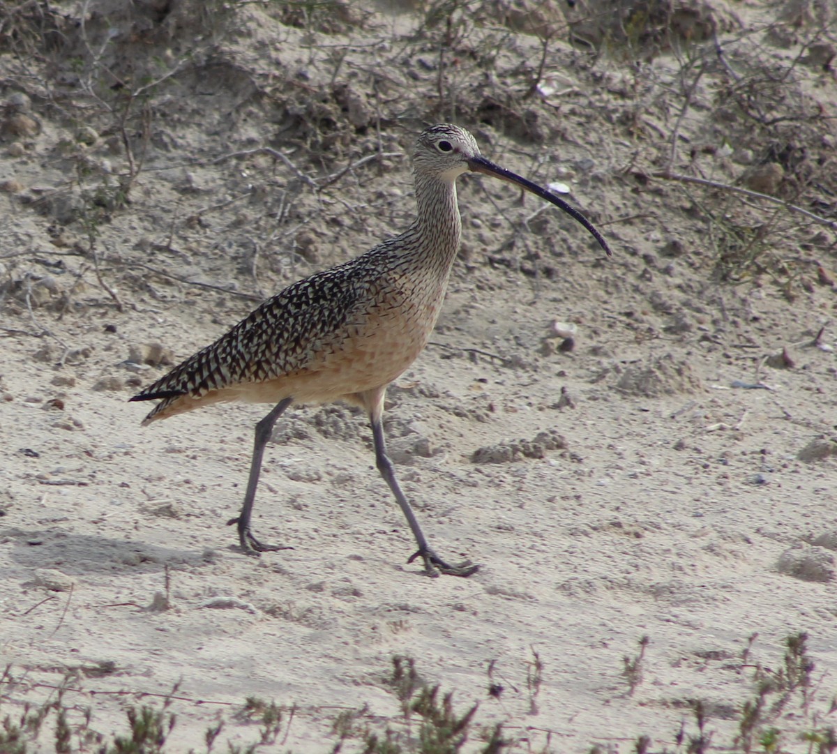 Long-billed Curlew - Barry Kinch