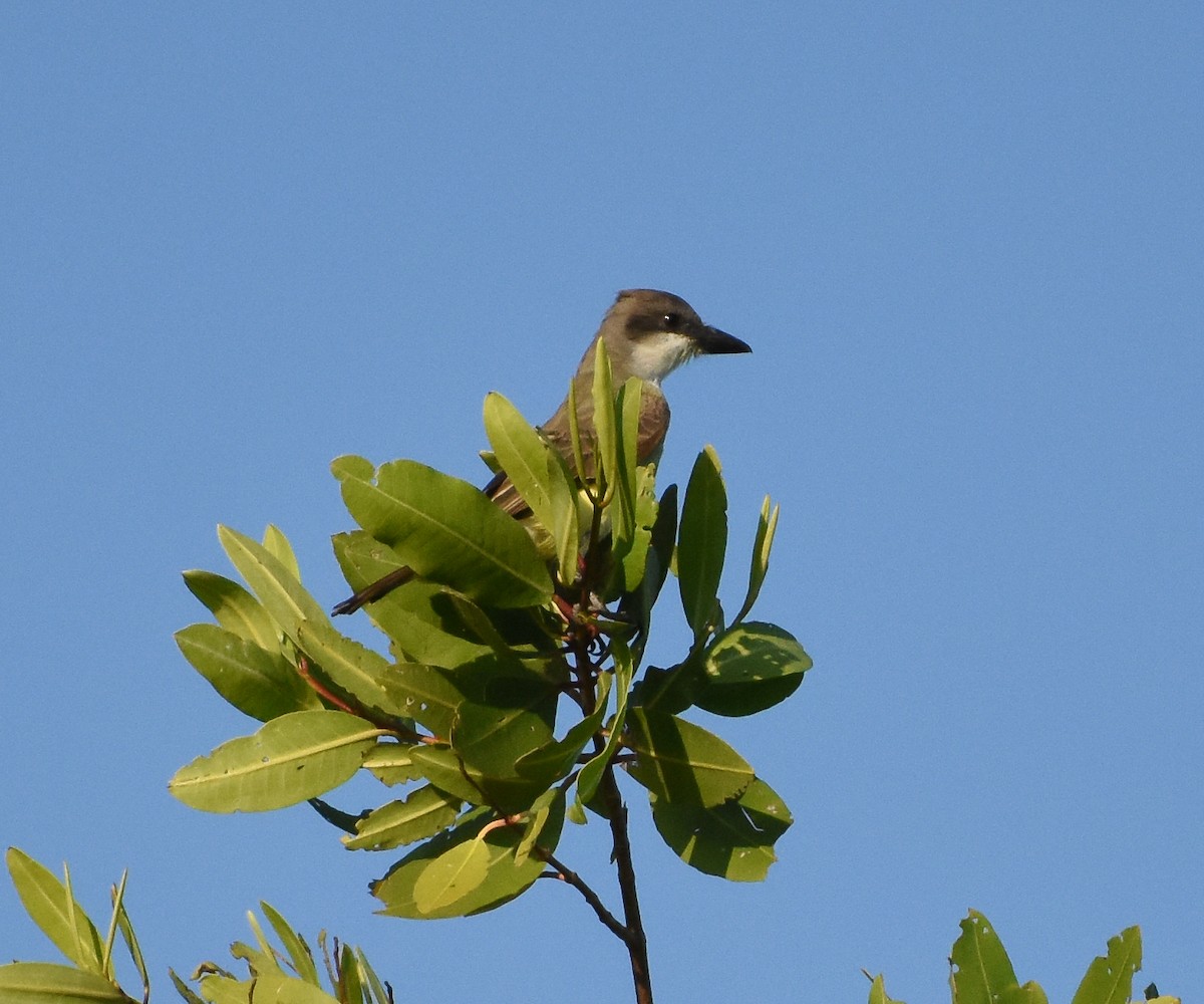 Thick-billed Kingbird - Mauricio López