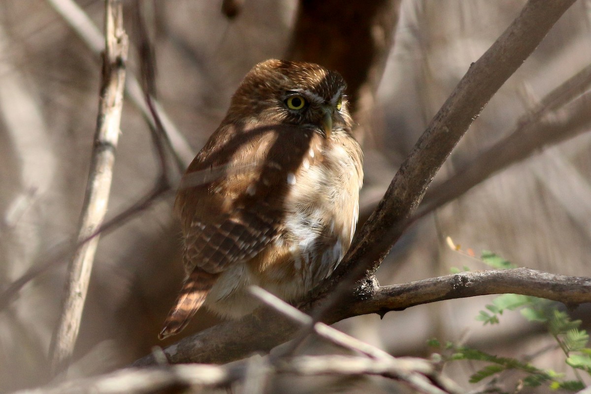 Ferruginous Pygmy-Owl - ML136994081