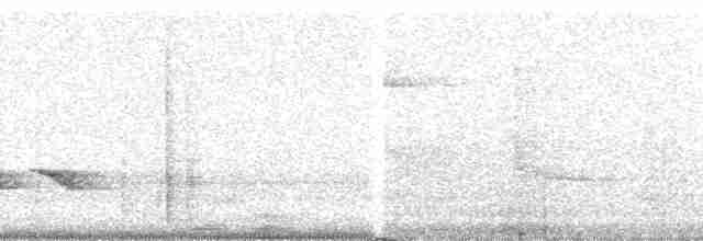 White-throated Thrush (White-throated) - ML13700