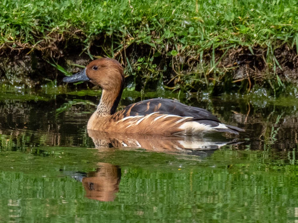 Fulvous Whistling-Duck - ML137003441