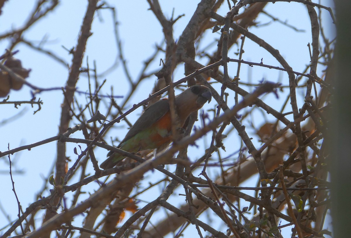 Red-bellied Parrot - ML137003671