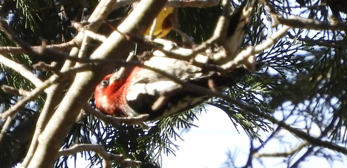 Red-breasted Sapsucker - ML137008851