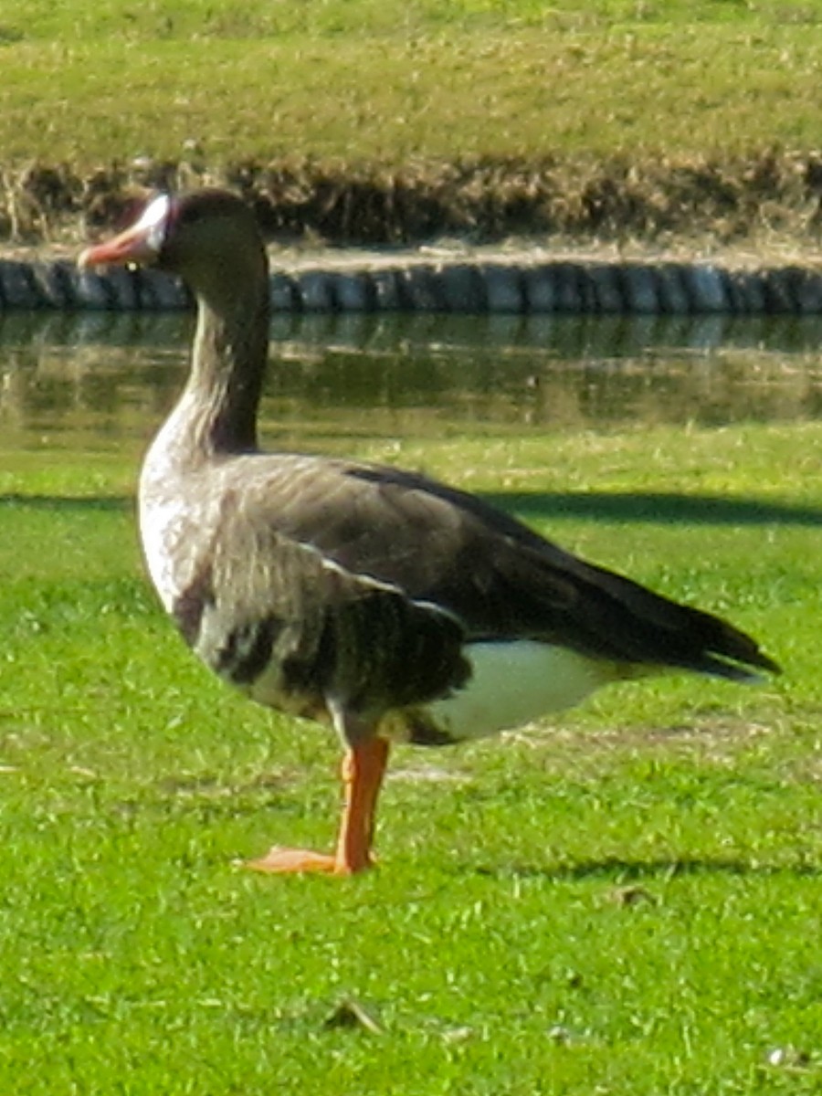 Greater White-fronted Goose - Ben Newhouse