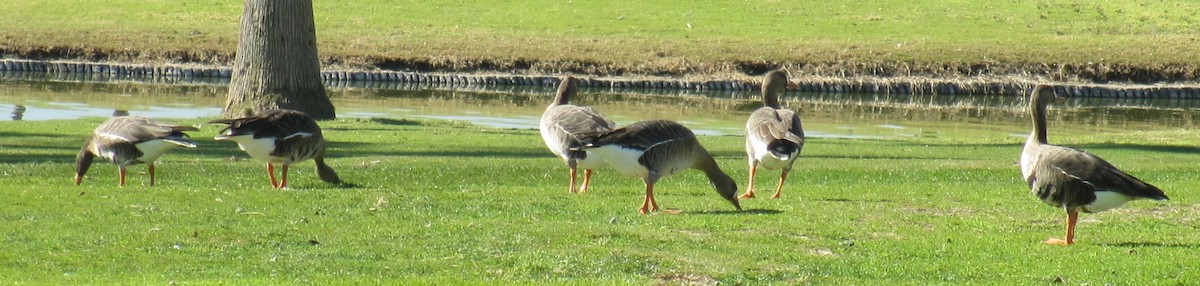 Greater White-fronted Goose - ML137012511
