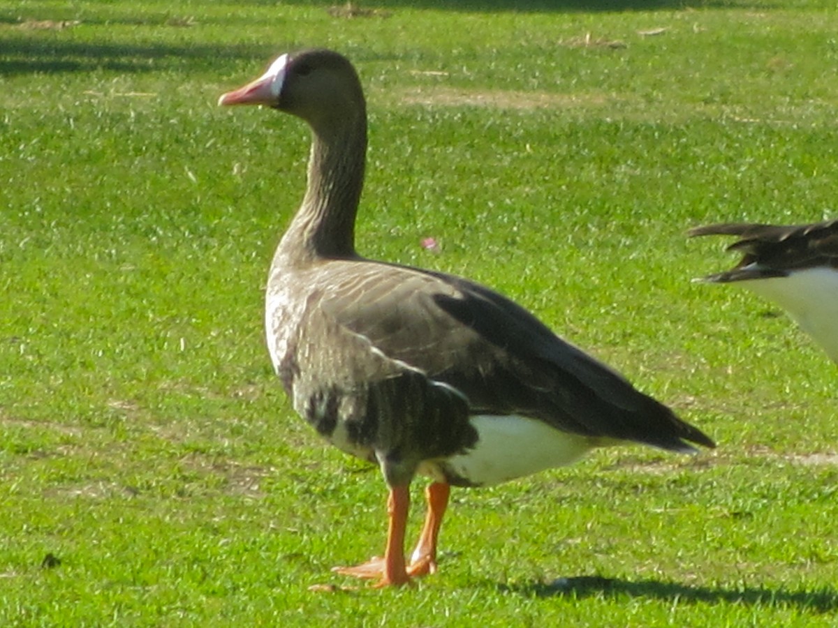 Greater White-fronted Goose - ML137012531