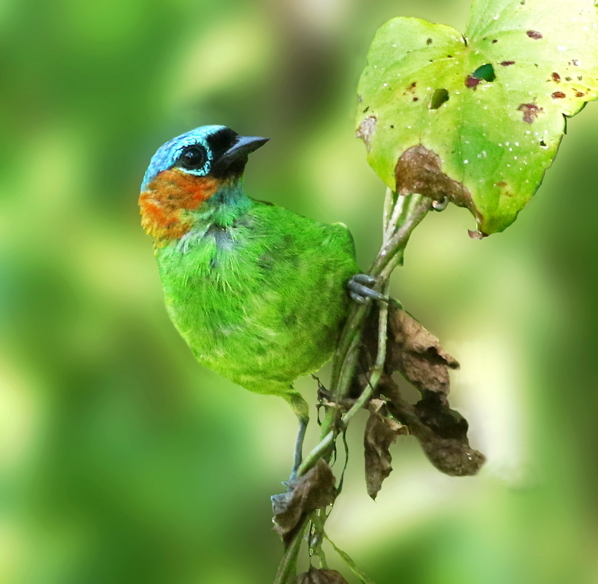 Red-necked Tanager - ML137018031