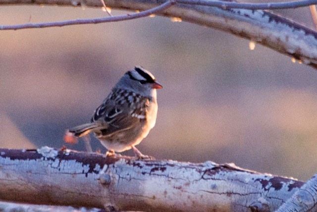 White-crowned Sparrow (oriantha) - Tom Edell