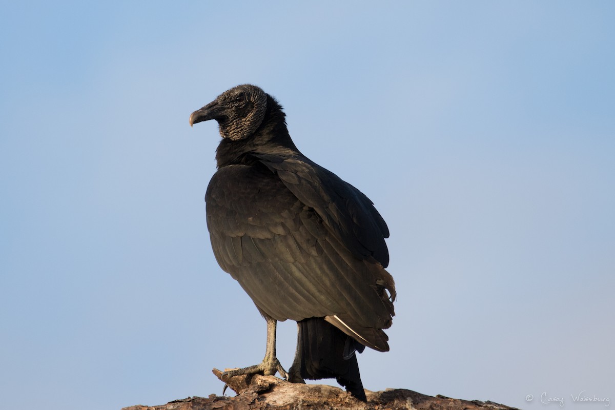 Black Vulture - Casey Weissburg