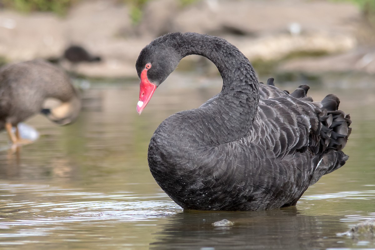 Black Swan - Andrew Allen