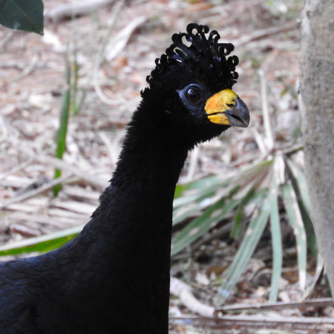 Bare-faced Curassow - ML137027681