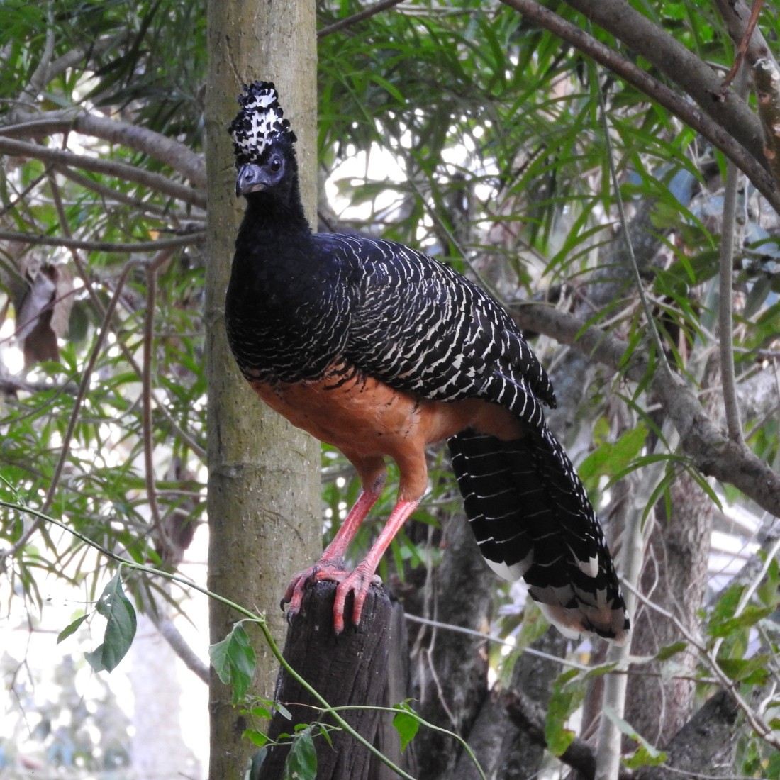 Bare-faced Curassow - ML137027691