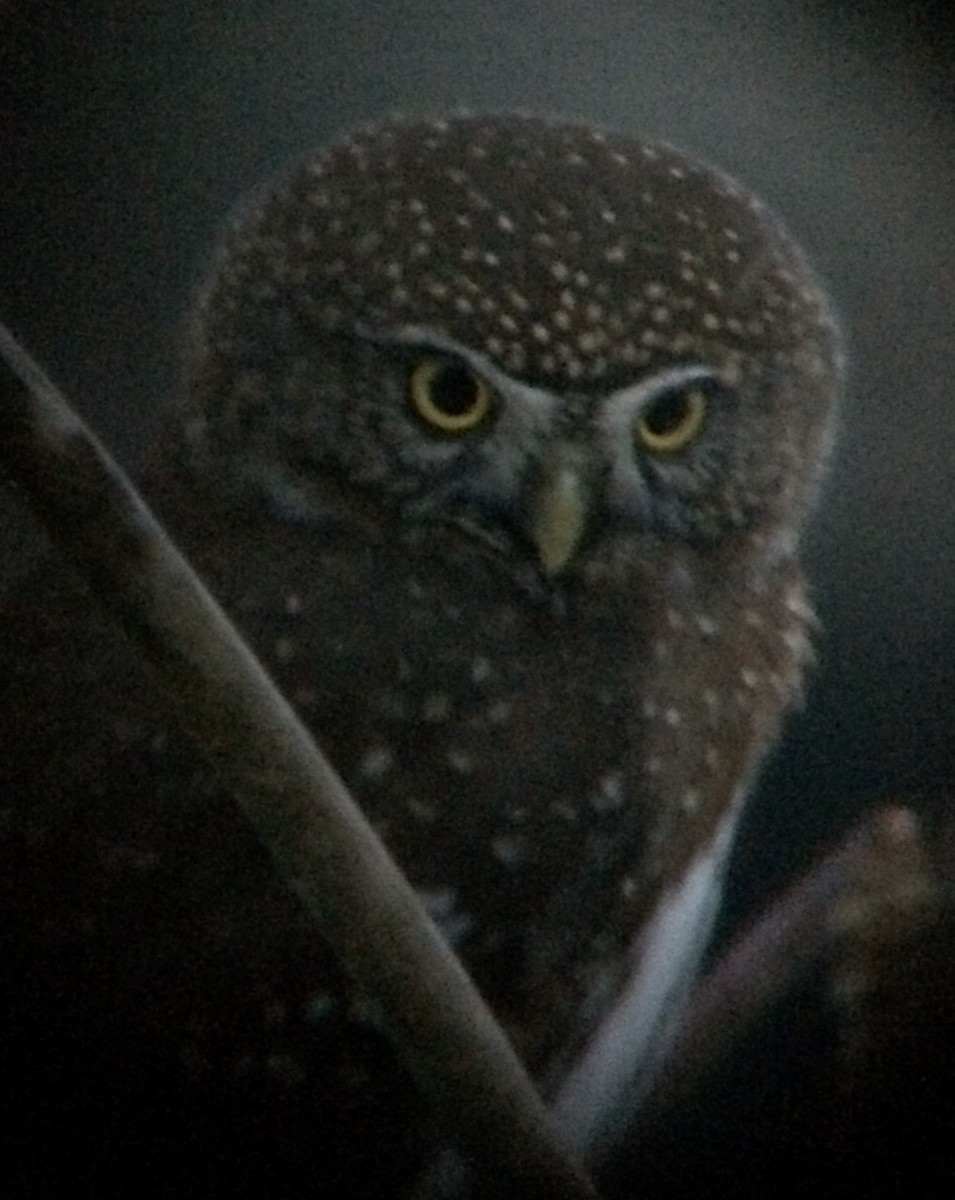 Northern Pygmy-Owl - Gus van Vliet
