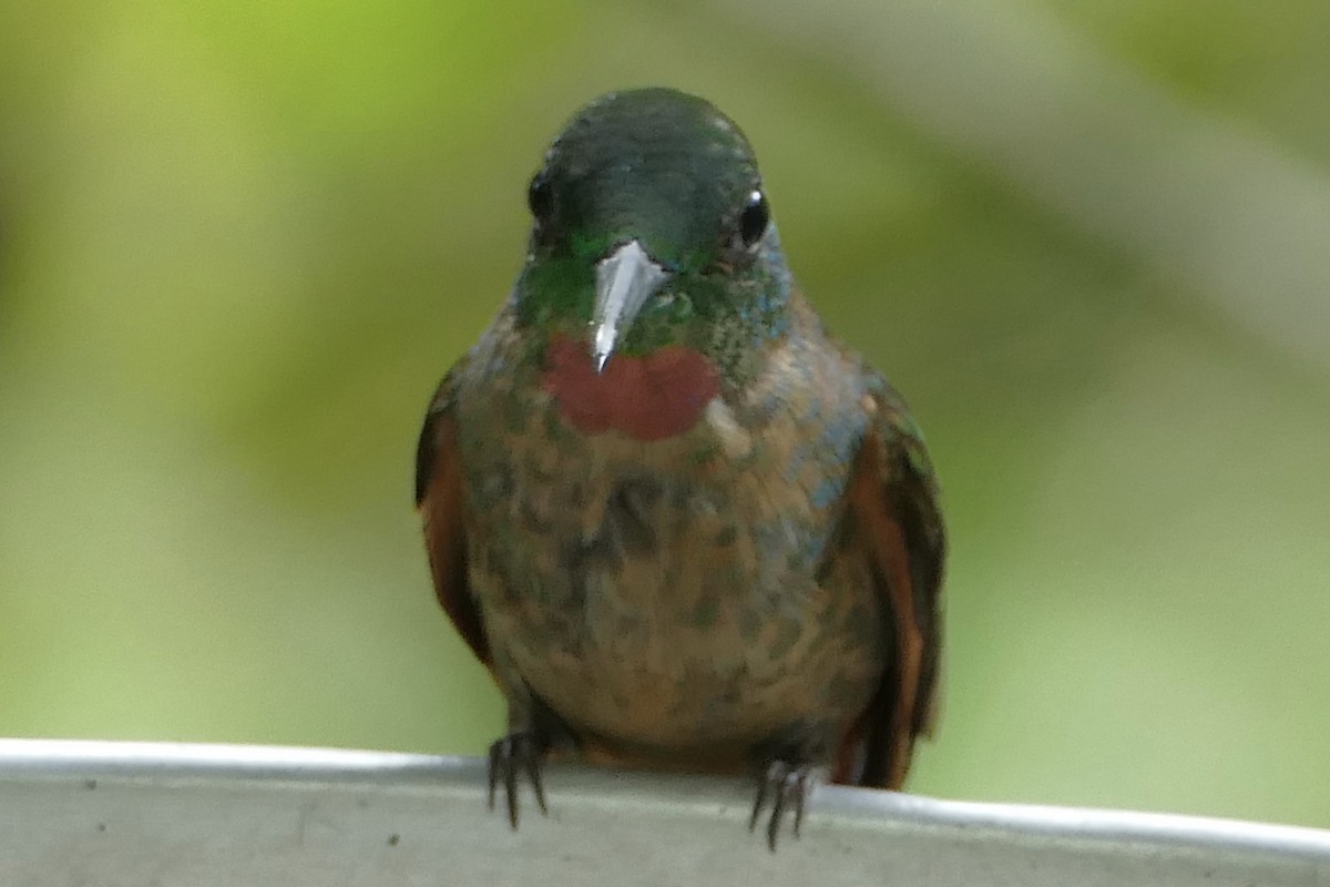 kolibřík hnědobřichý - ML137028911