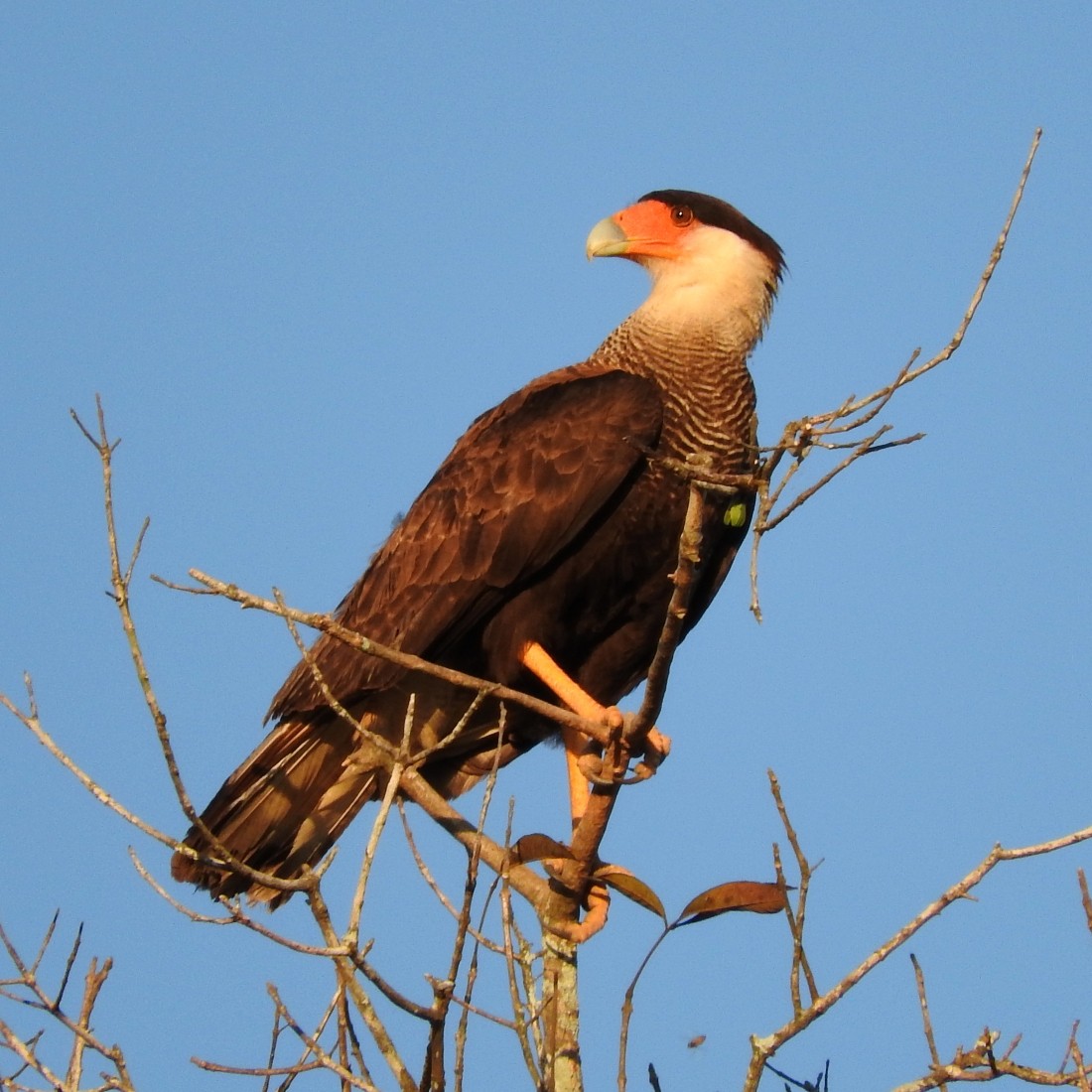 Crested Caracara (Southern) - ML137029181