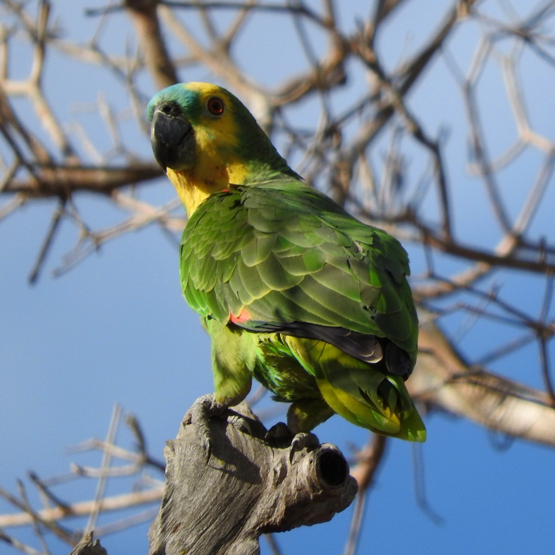 Turquoise-fronted Parrot - ML137029331
