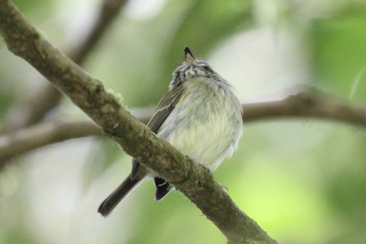 Scale-crested Pygmy-Tyrant - ML137029651