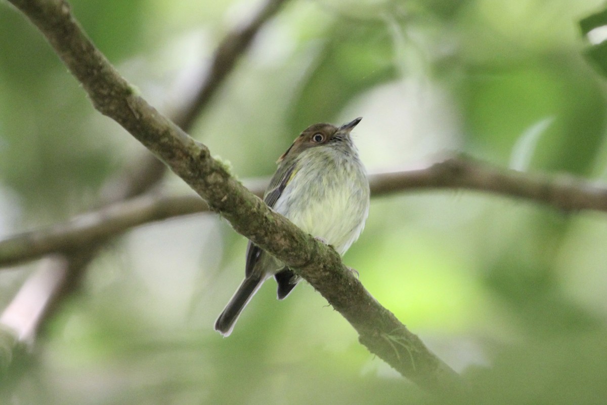 Scale-crested Pygmy-Tyrant - ML137029661