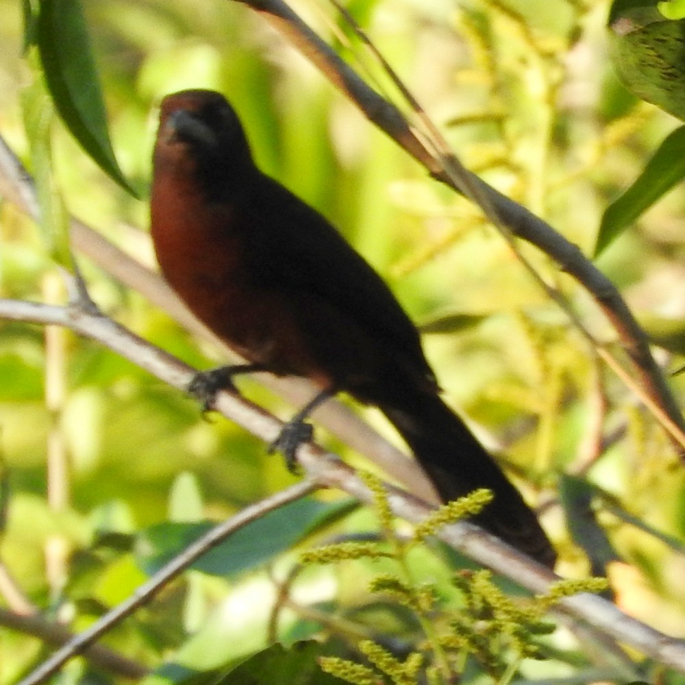 Silver-beaked Tanager - ML137029741
