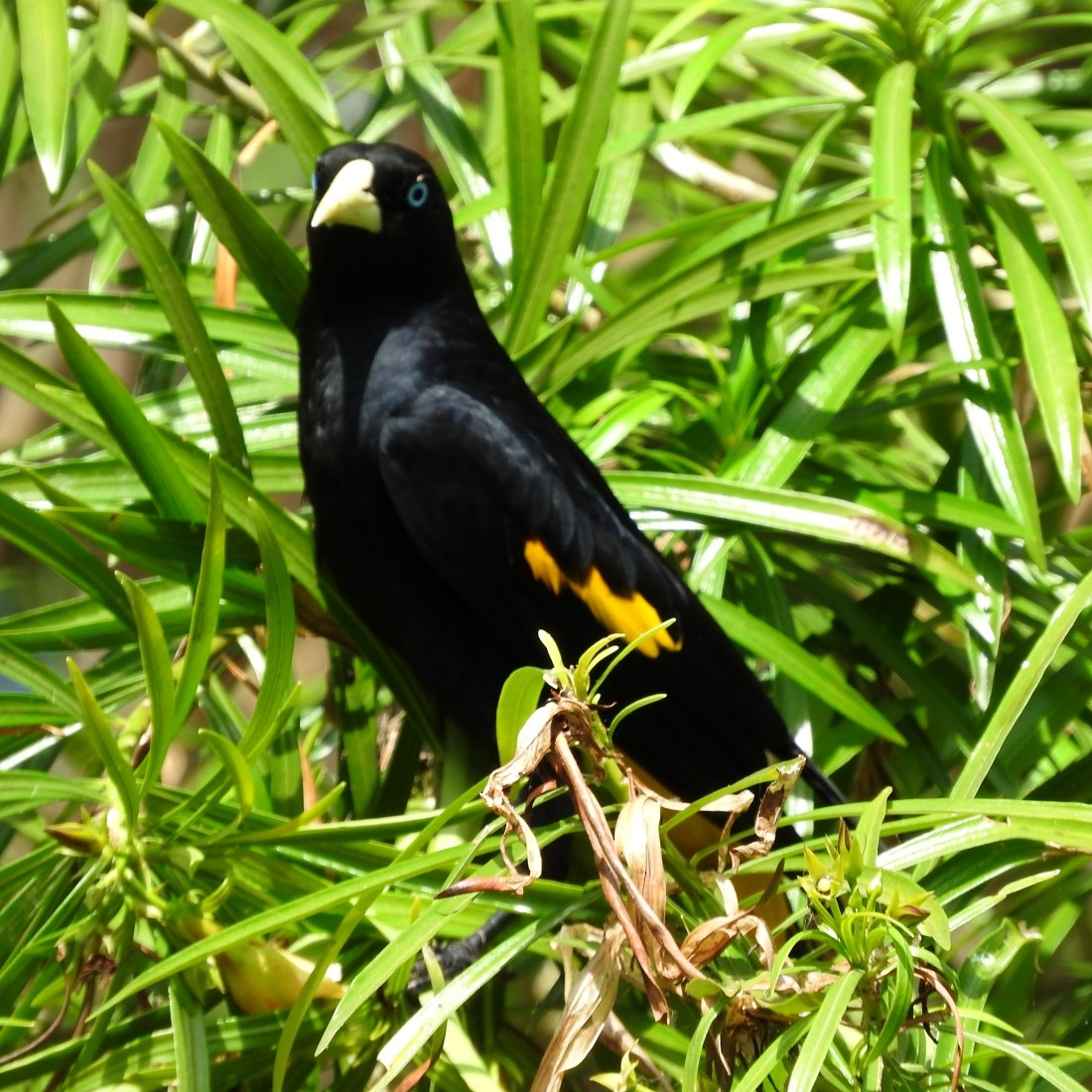Yellow-rumped Cacique - ML137029961