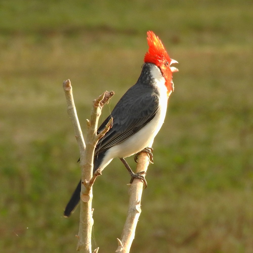 Red-crested Cardinal - ML137030041