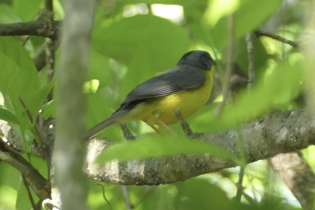 Gray-and-gold Warbler - ML137034311