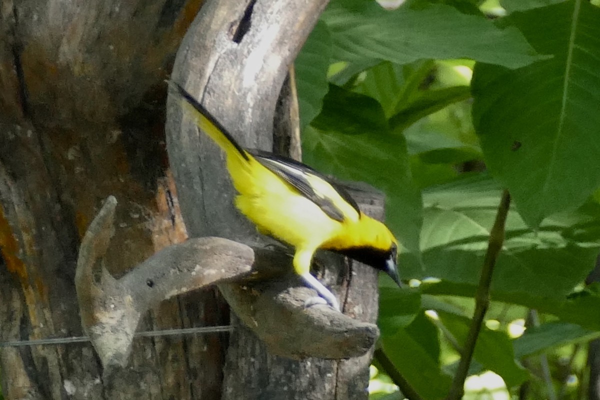 Yellow-tailed Oriole - ML137034411