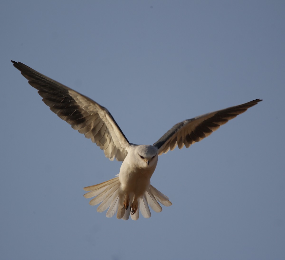 Black-winged Kite - Vyom Vyas