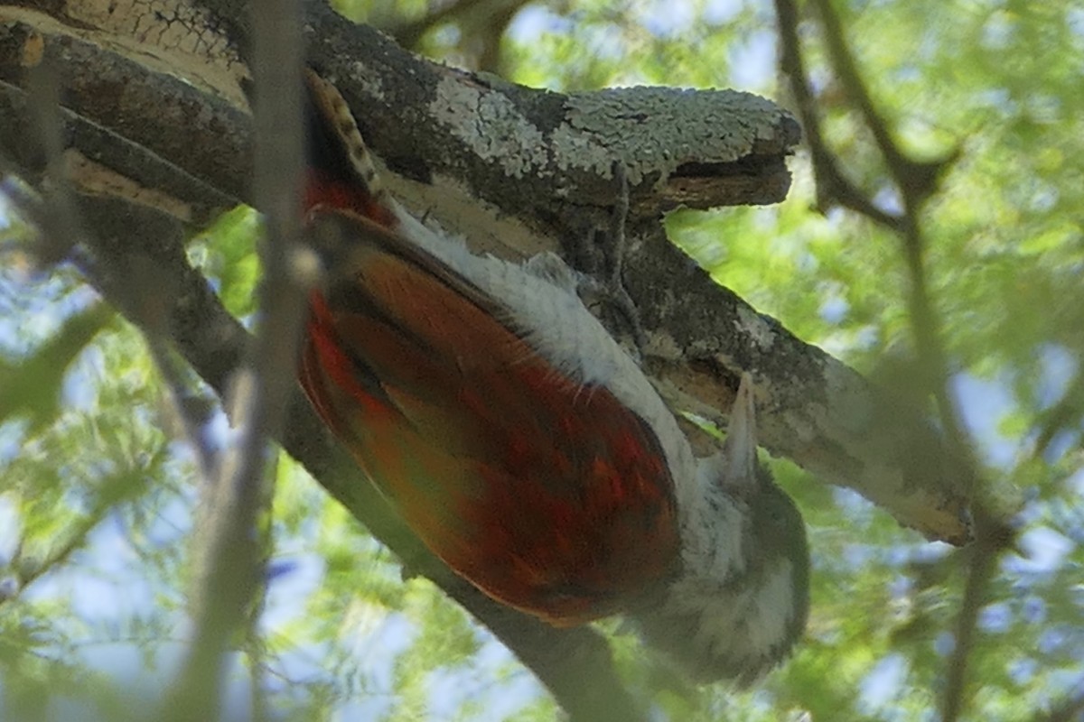 Scarlet-backed Woodpecker - Peter Kaestner