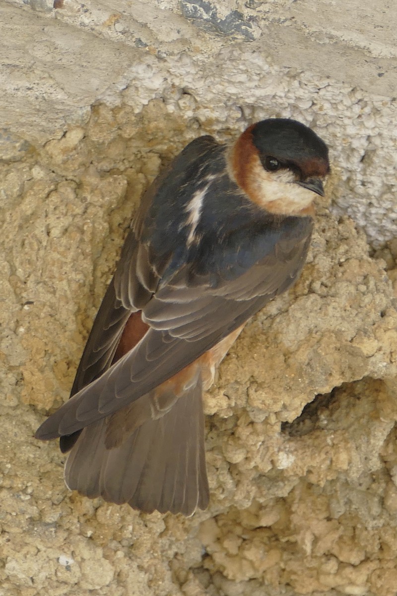 Chestnut-collared Swallow - Peter Kaestner