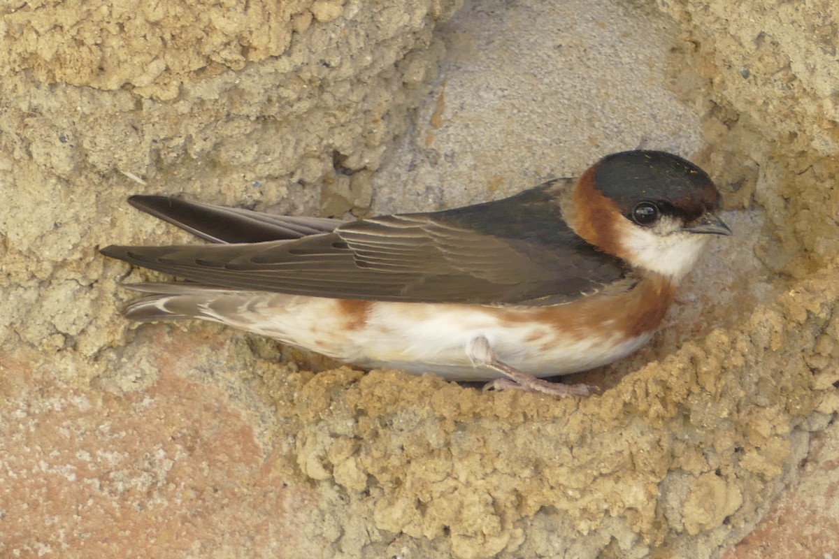 Chestnut-collared Swallow - Peter Kaestner