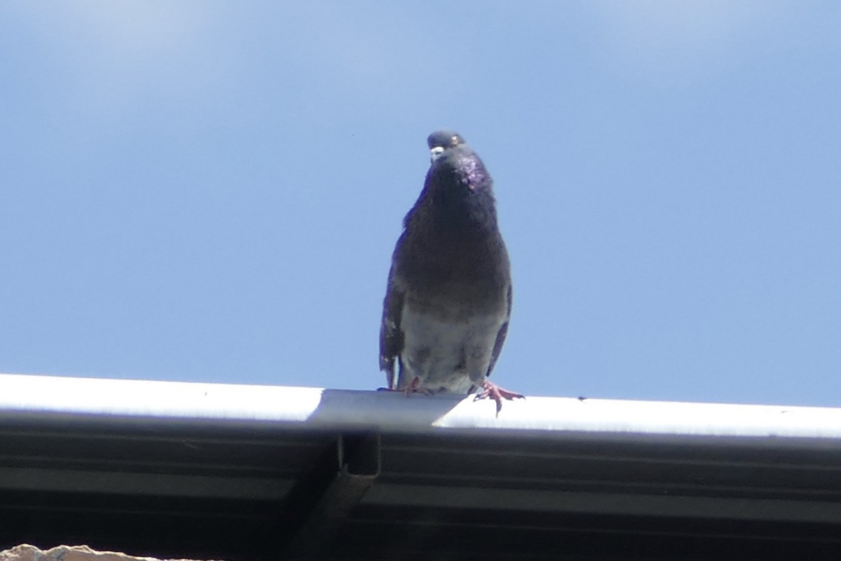 Rock Pigeon (Feral Pigeon) - ML137036461