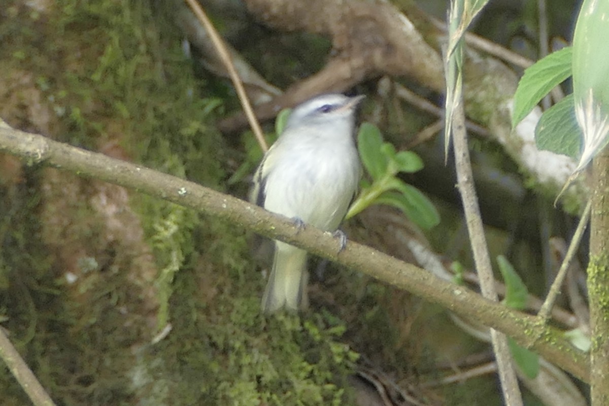White-tailed Tyrannulet - Peter Kaestner