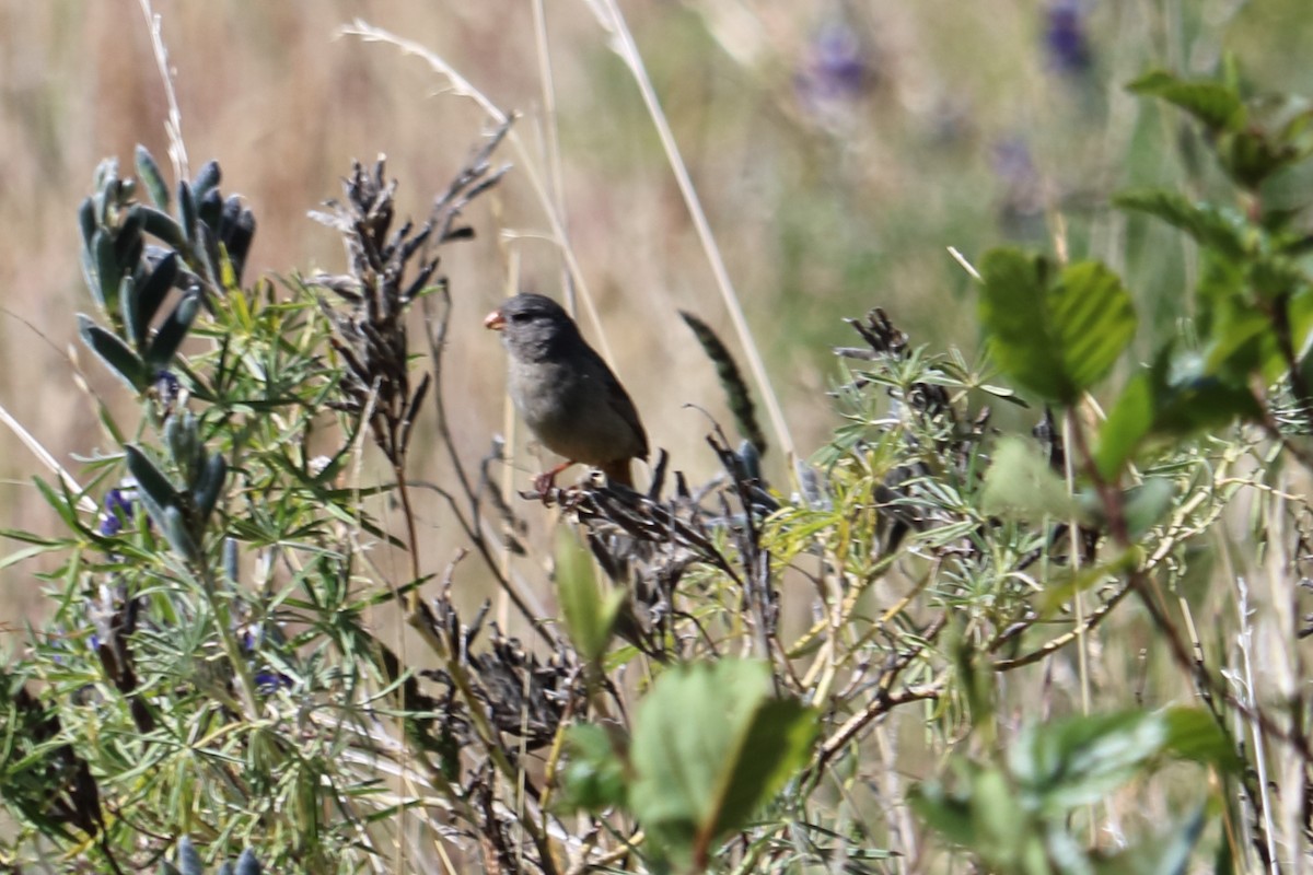 Plain-colored Seedeater - Alta Tanner