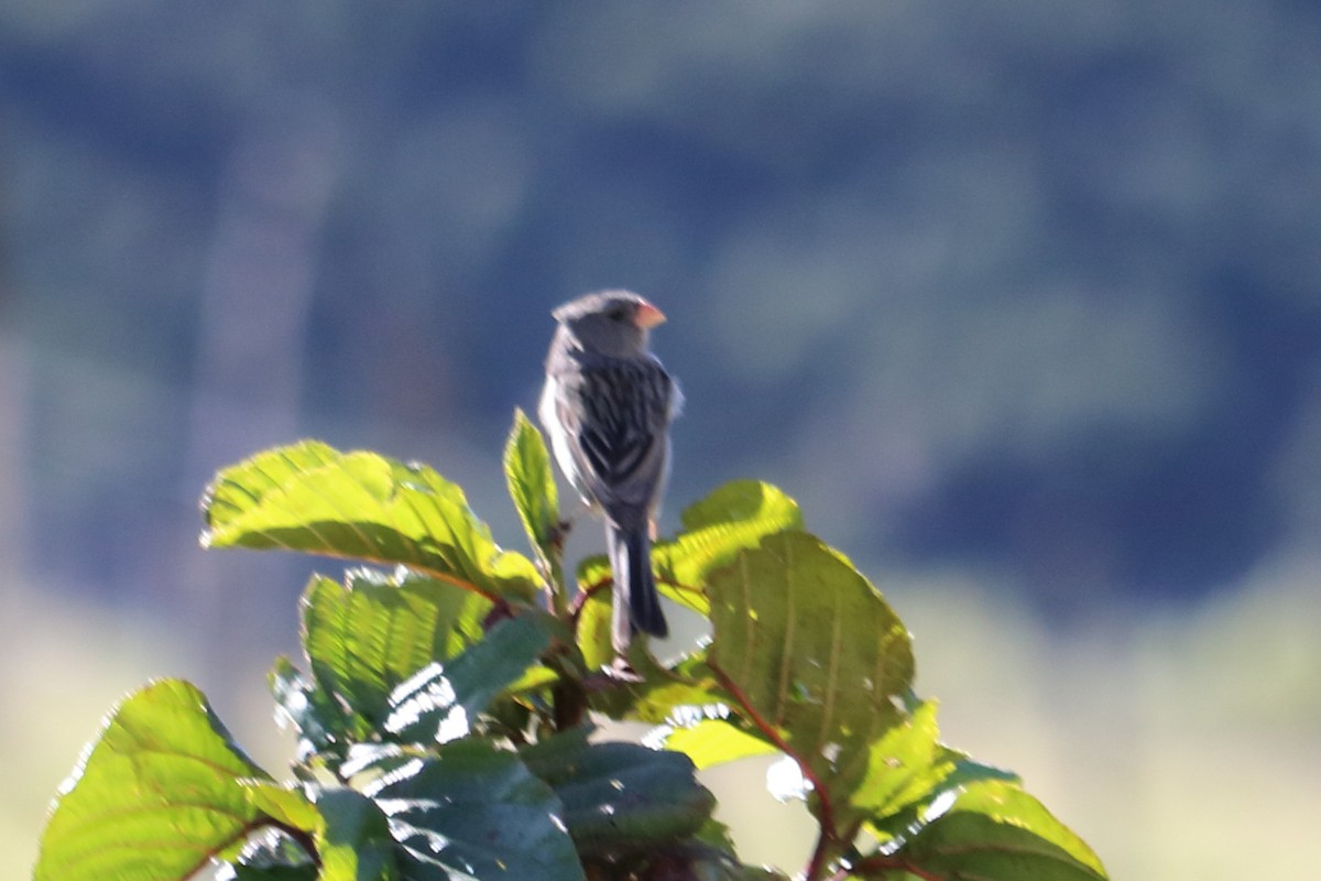 Plain-colored Seedeater - Alta Tanner