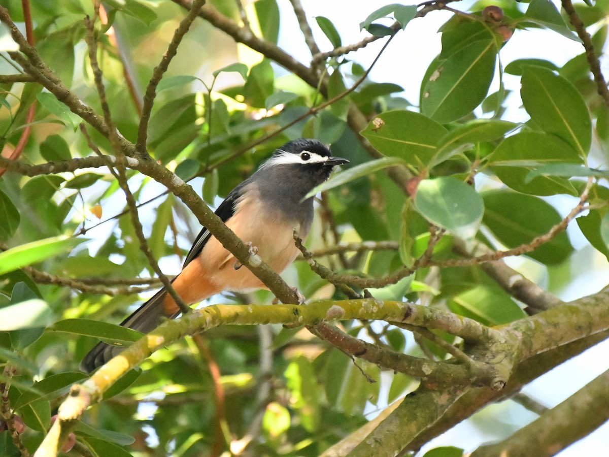 White-eared Sibia - Lo Der-Guey