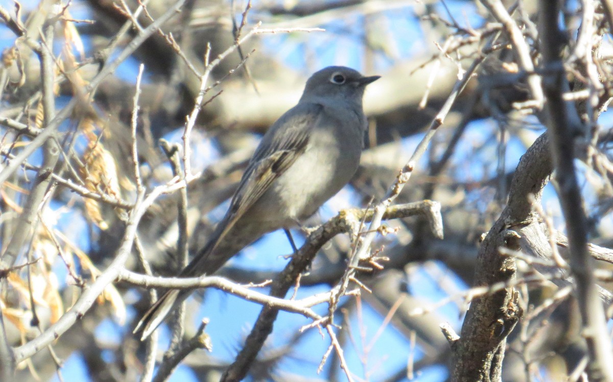 Townsend's Solitaire - ML137041011