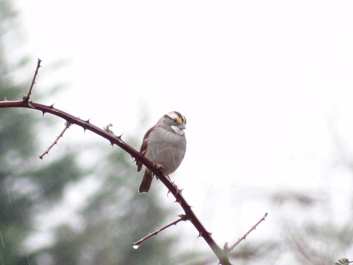 White-throated Sparrow - ML137041751