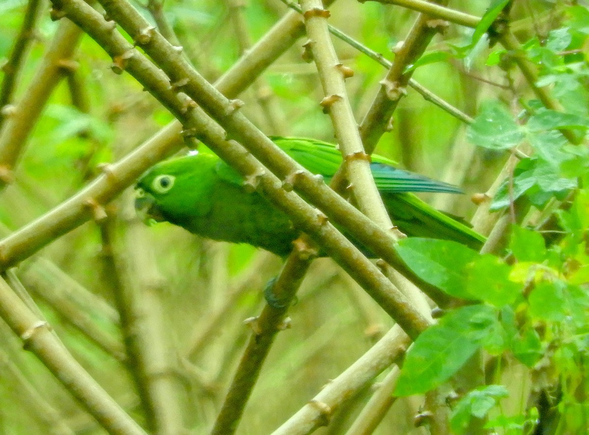 Olive-throated Parakeet - Ken Schneider