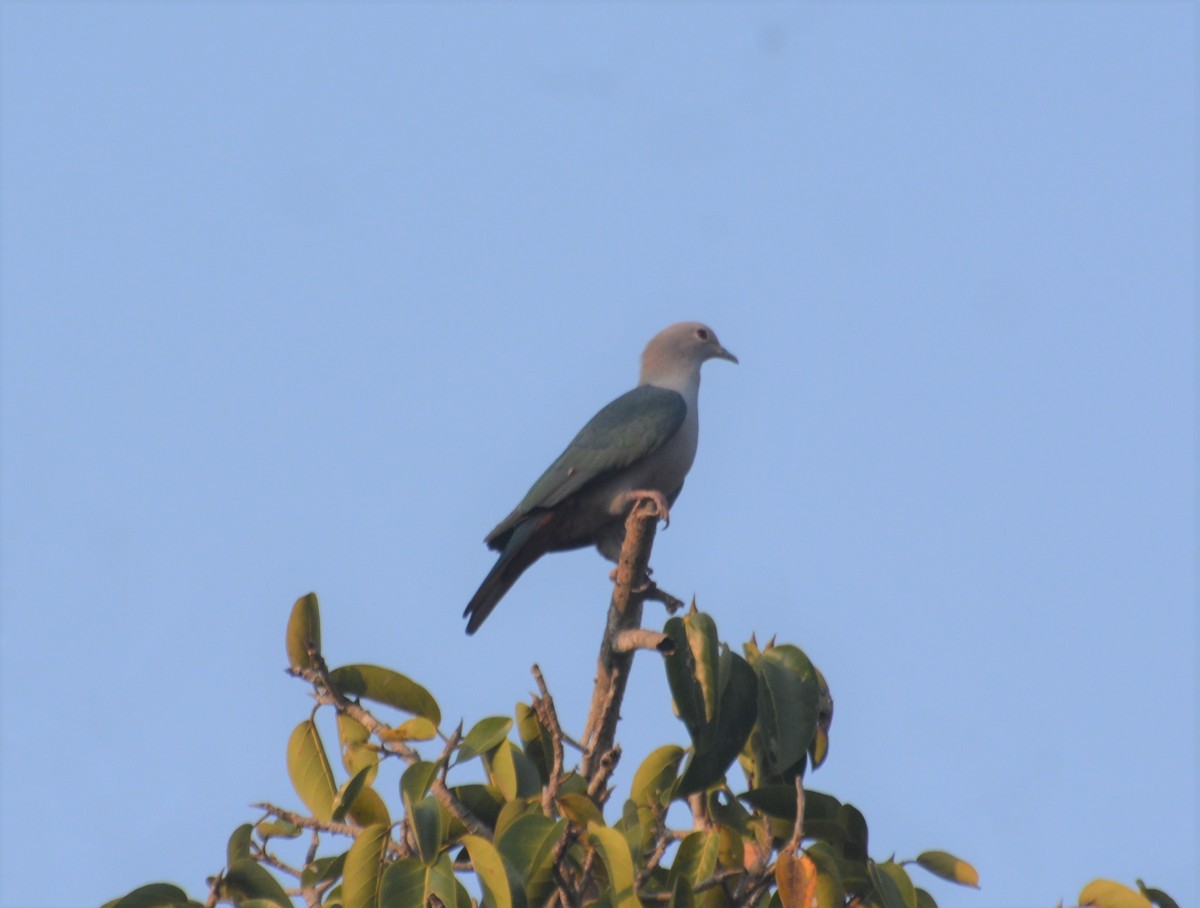 Green Imperial-Pigeon - ML137044341