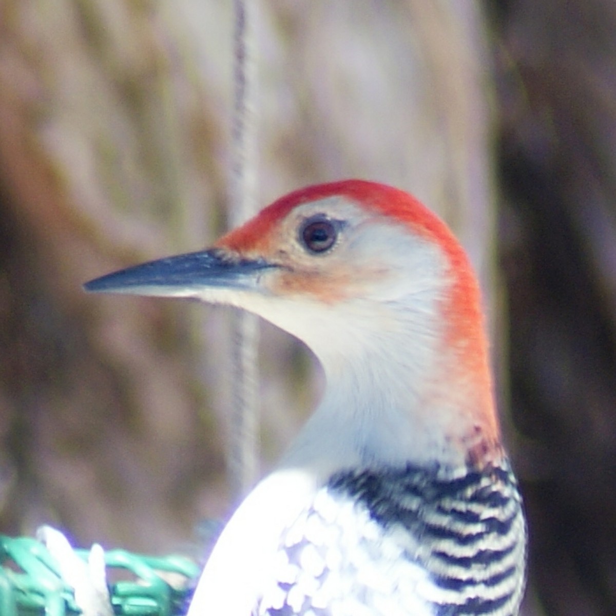 Red-bellied Woodpecker - ML137045831